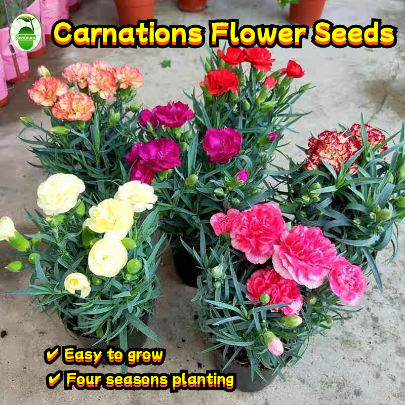 150 Seeds/pack Multicolor Carnations Seeds for Sale Biji Benih ...