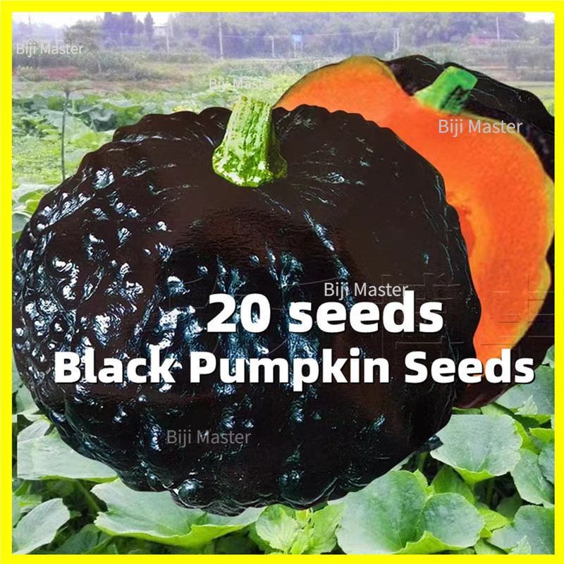 Biji Labu Jepun - 20 Seeds Black Pumpkin Seed - 日本南瓜种子 Lembut dan sedap ...
