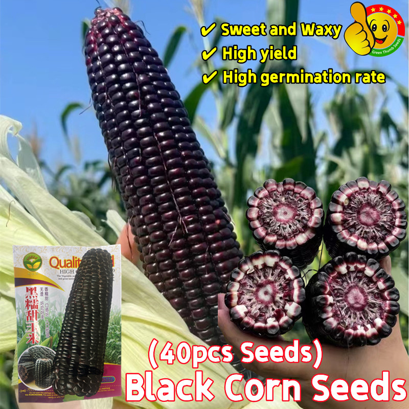 Sweet Corn Seed For Sale