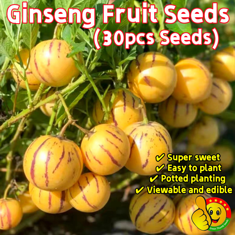 100% Original Ginseng Fruit Seeds for Sale 30pcs Sweet Pepino Melon ...