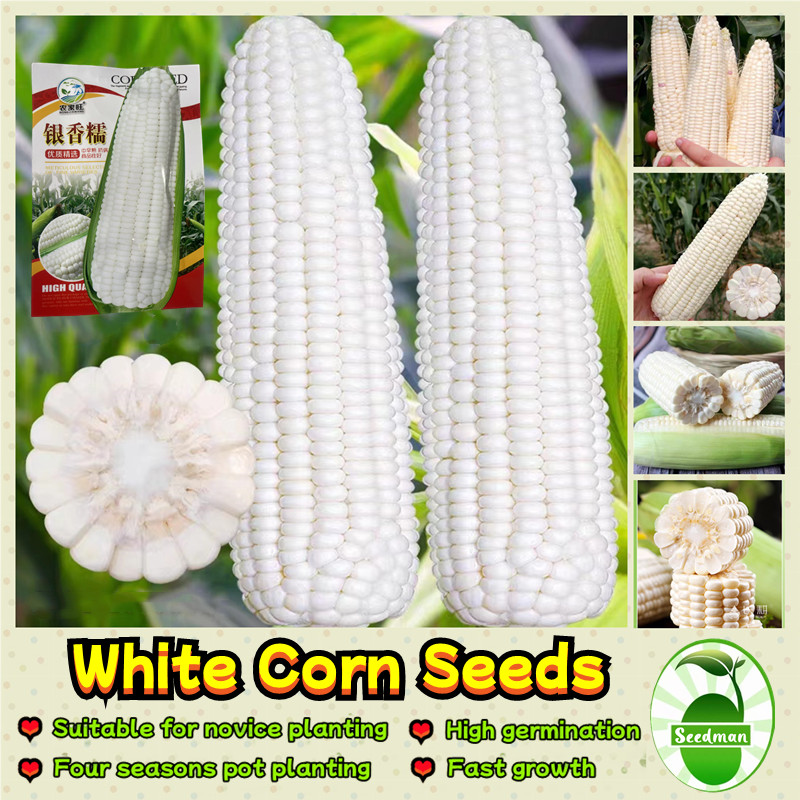 Sweet Corn Seed For Sale