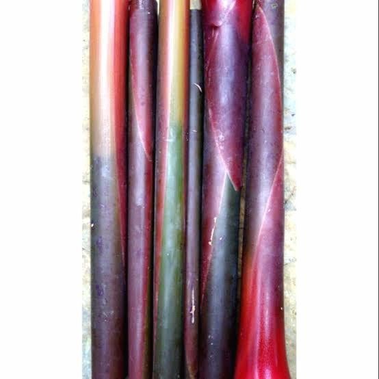 Selling 50 cm torch ginger rods ready | Shopee Malaysia