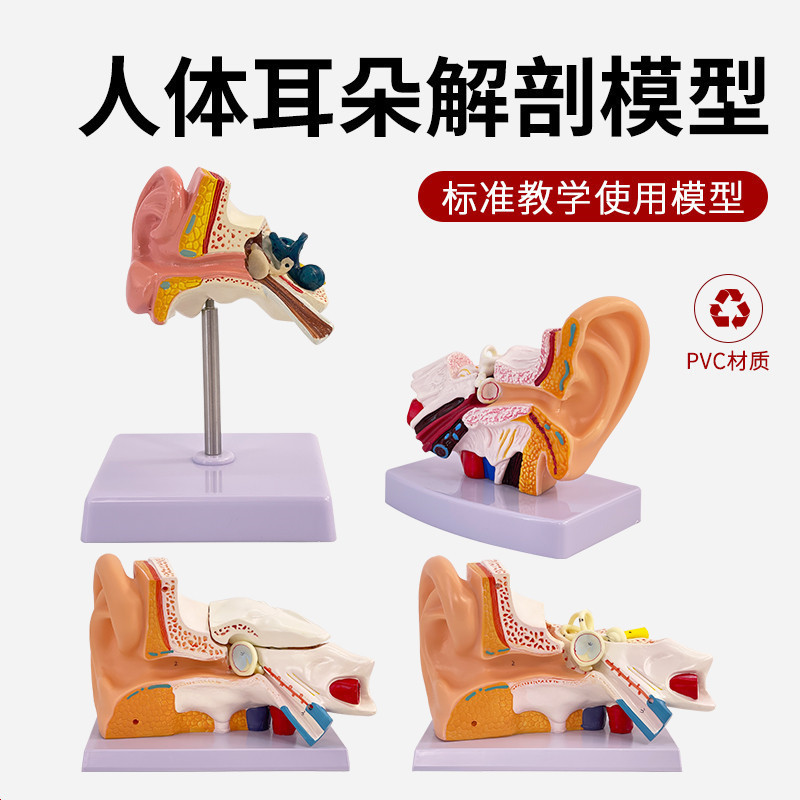 Ear Model Desktop Ear Anatomy Model Outer Medical Medicine | Shopee ...