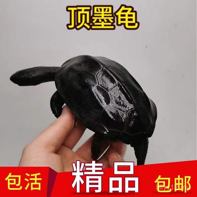 Little Ink Turtle Livable Pet Outer Pond Cold Water Turtle All Black ...