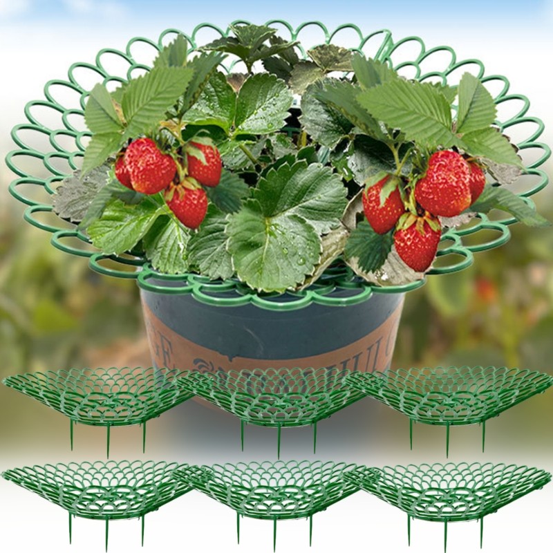 5Pcs Strawberry Supports - Fruit Bracket Rack - with 3 Sturdy Support ...