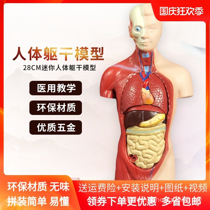 Human Anatomy Model Children's Toys Organ Structure Internal Organs ...