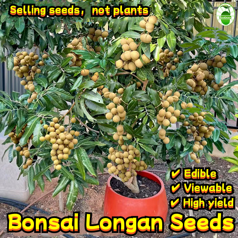 6 Seeds/pack Fresh Dwarf Longan Seeds Biji Benih Buah Longan Isi Tebal ...