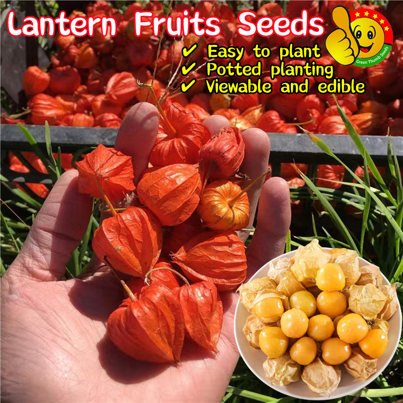 buy-physalis-online-with-best-price-jul-2026-shopee-malaysia