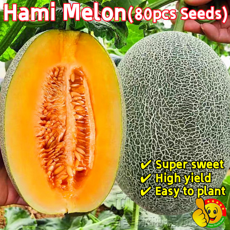 100% Original Sweet Hami Melon Seeds Sale (80pcs Seeds) Benih Hami ...