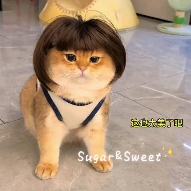 Pet Cat Wig Bobhaircut Straight Bangs Gold Three Cabinets Same Style ...