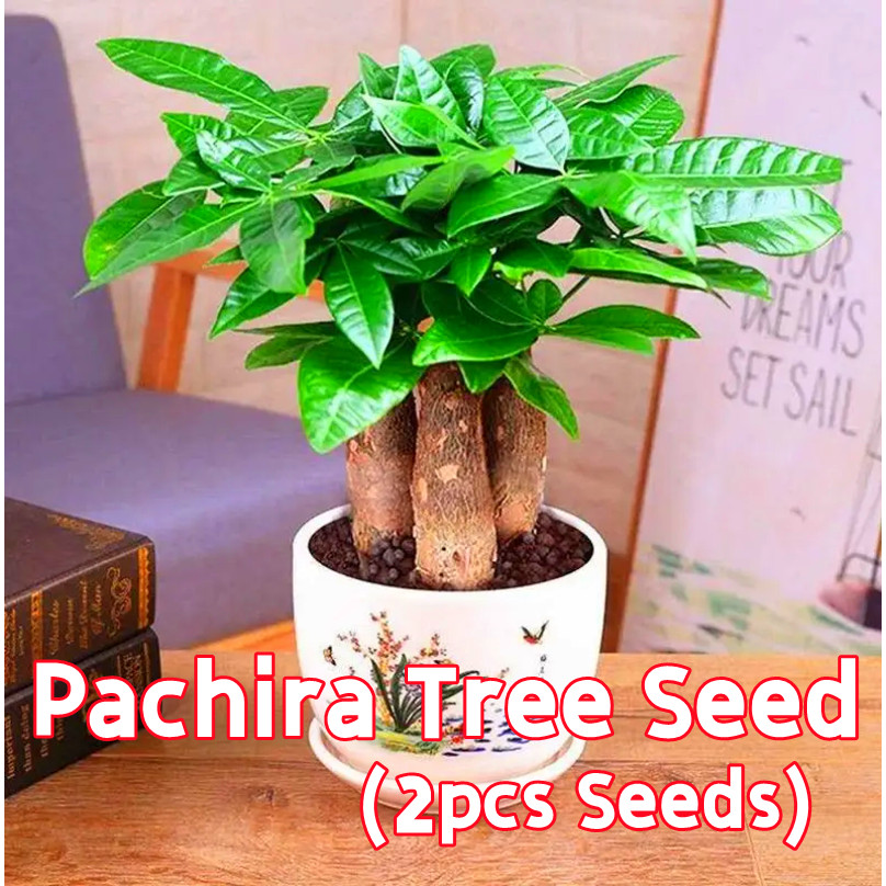 100% Fresh 2pcs Pachira Tree Seeds for Sale Evergreen Ornamental ...
