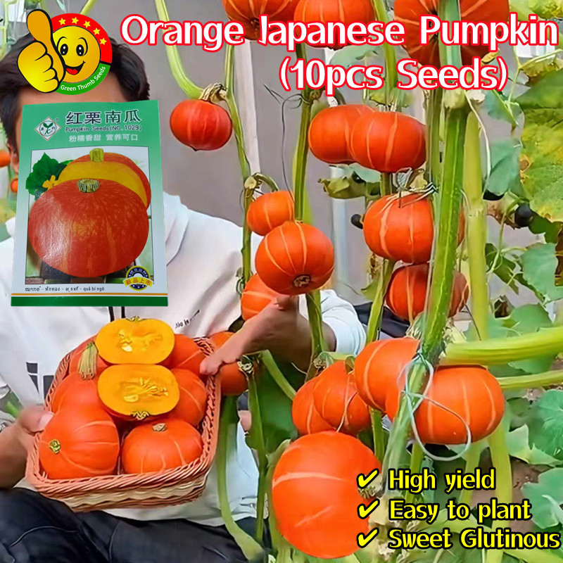 High Yield Orange Japanese Pumpkin Seeds for Planting 10pcs Benih Labu ...