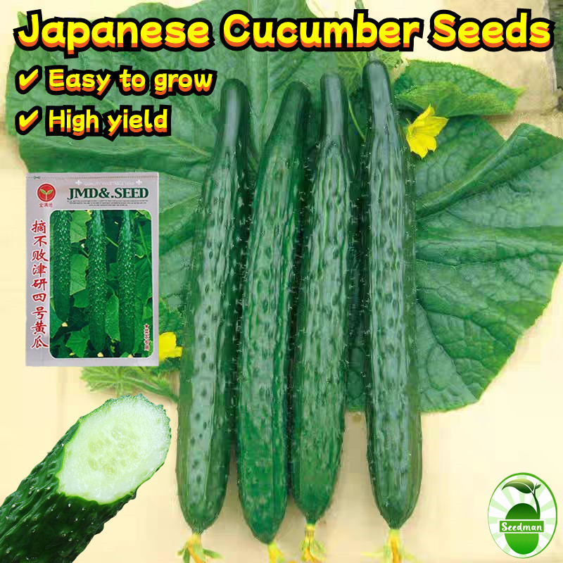 30 Seeds/pack High Yield Japan Cucumber Seeds Biji Benih Timun Jepun ...