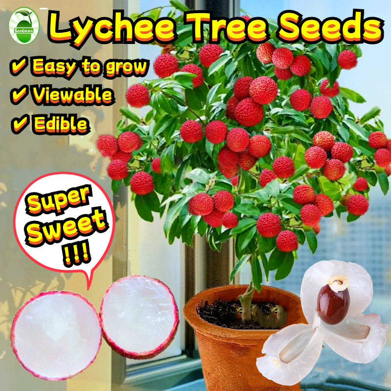 6Seeds/pack Edible Dwarf Lychee Seeds for Sale Sweet Lychee Tree Seeds  Litchi Fruit Seeds Lichee Seeds Bonsai Tree Seeds | Shopee Malaysia