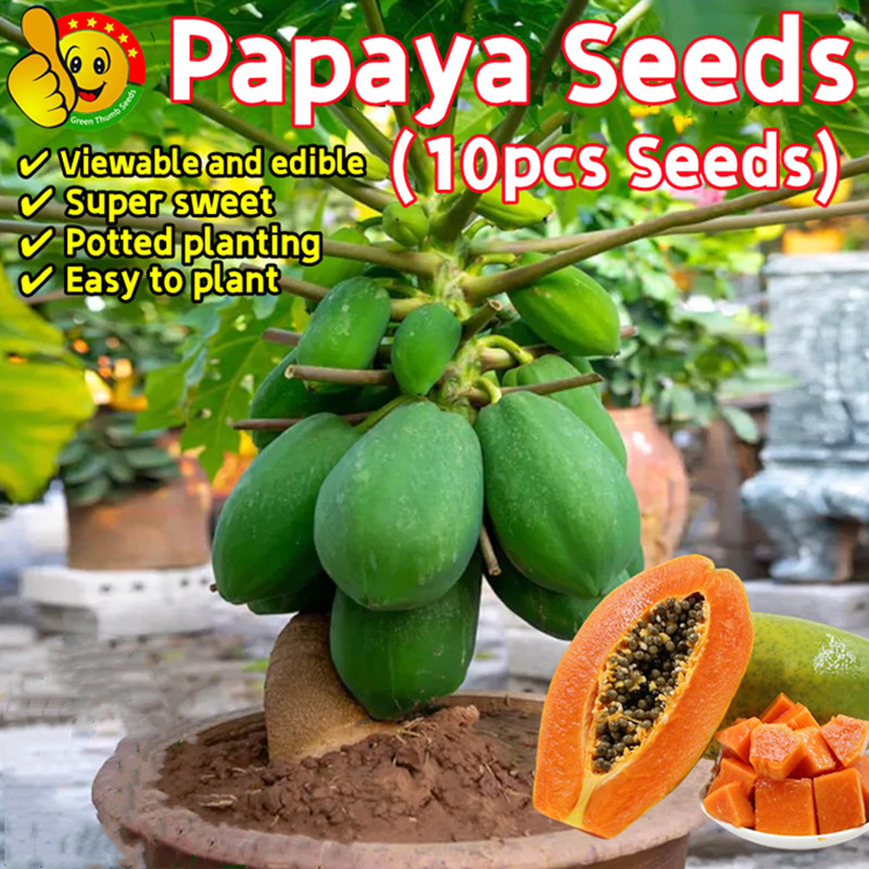 Papaya Seeds For Sale