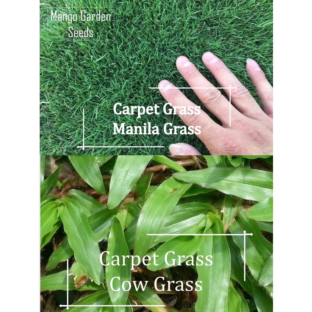 Grass Mix Seeds 5000 Seed Manila, Cow Grass, Bermuda Seeds Mango