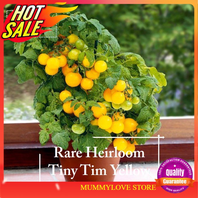 10 Pcs Heirloom Tiny Tim Yellow Tomato seeds Ready Stock Sarawak ...