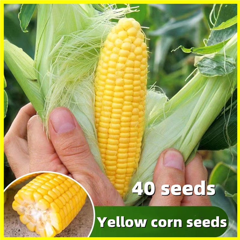 Yellow Corn Seed -High Germination 40 Seeds Queen Sweet Corn Seeds for ...