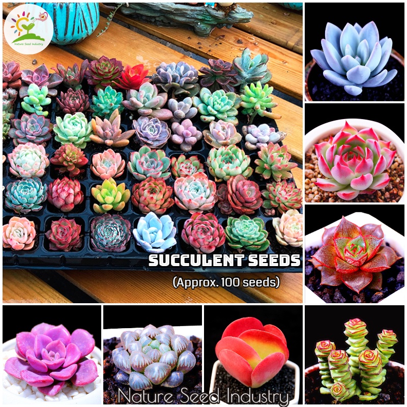 large planting pots 16