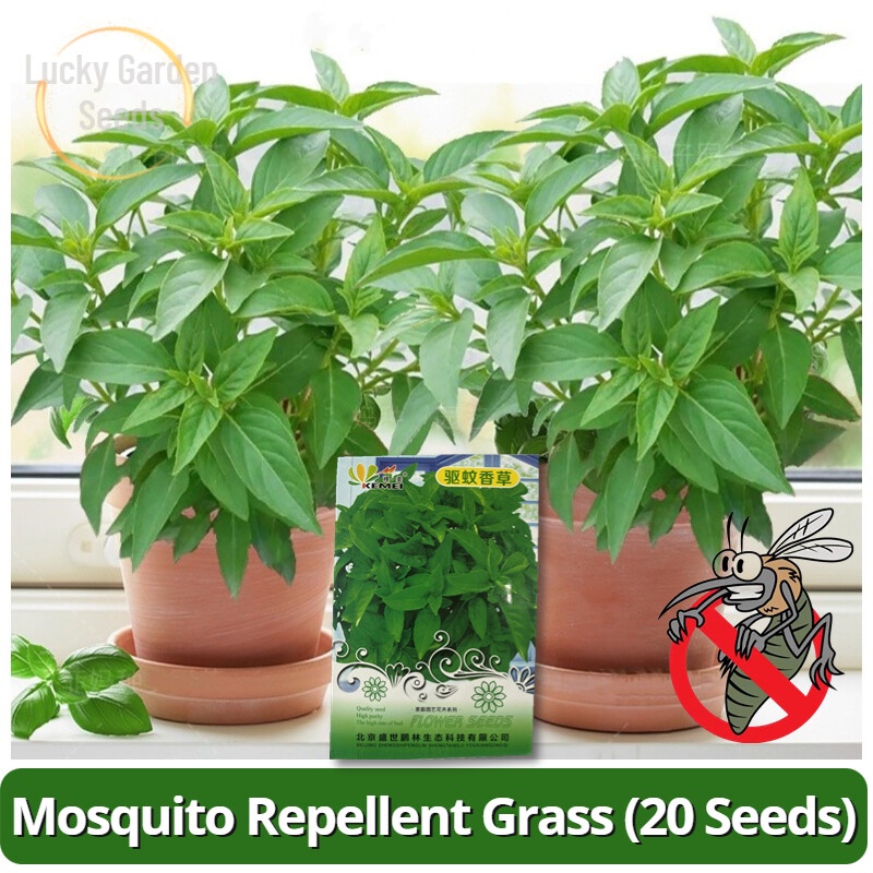 Quality Mosquito Repelling Plant Seed (20 Seeds) Mosquito Repellant