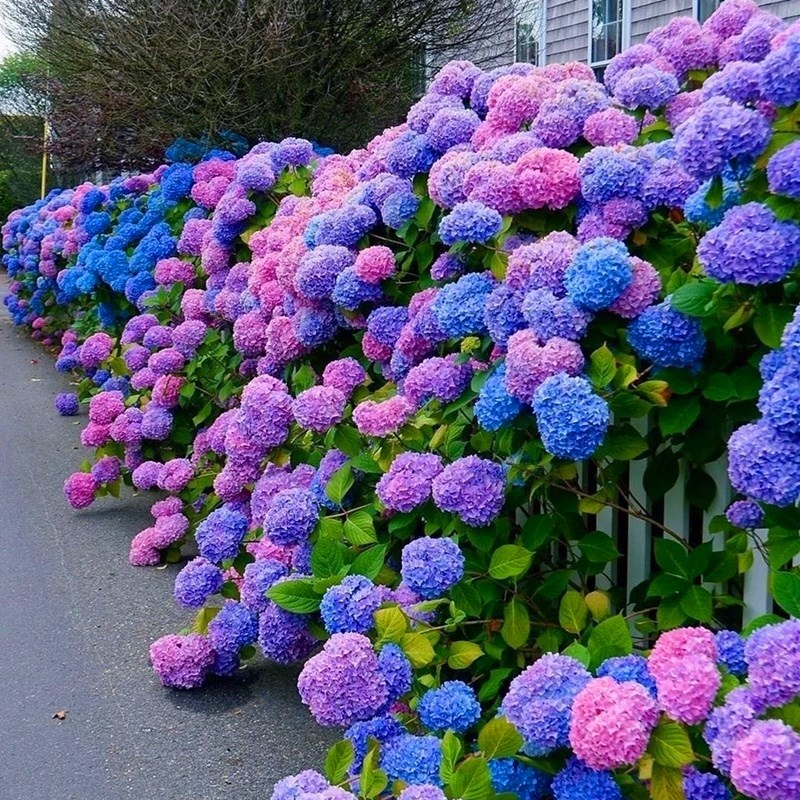 Color Mixing 50pcs/bag Hydrangea Flower Seeds Hydrangea Plant Bonsai ...