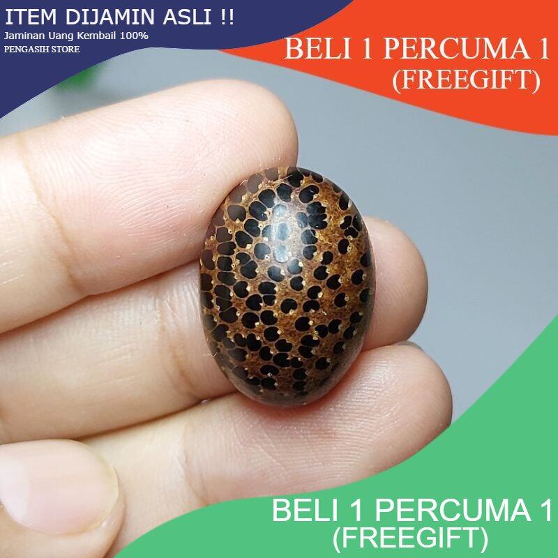 Teras Kayu Nibong Tunggal / Kayu Pembisa (RARE ITEM/💯% ASLI) | Shopee ...