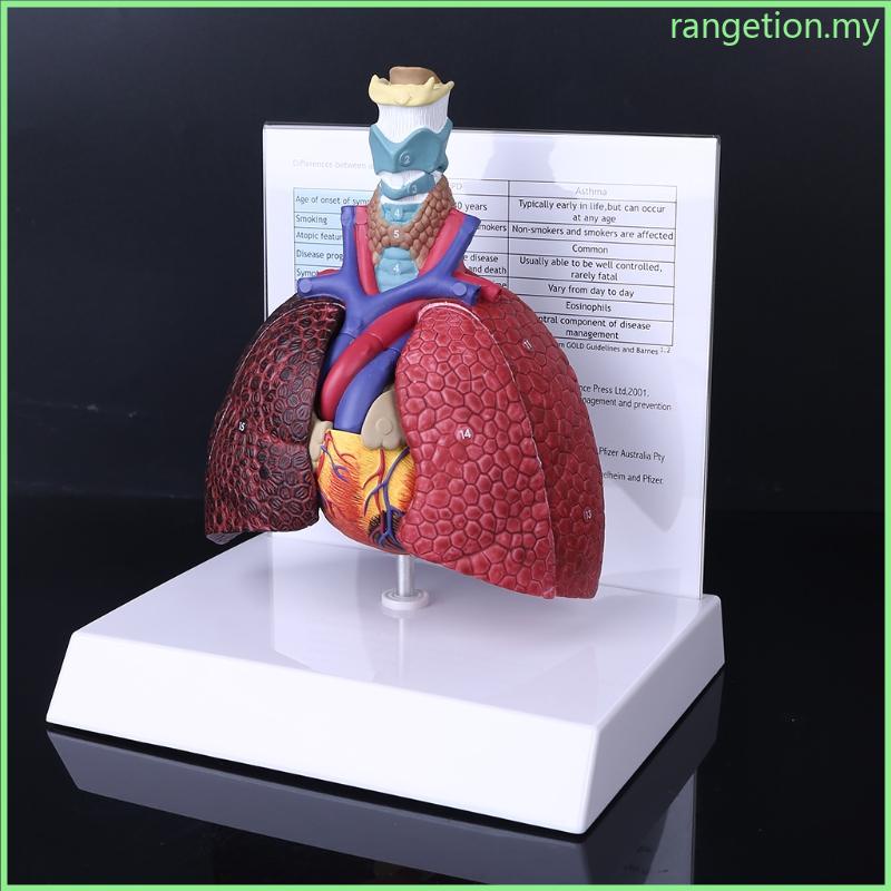 RAN Life Size Human Lung Model Anatomical Respiratory System Anatomy ...
