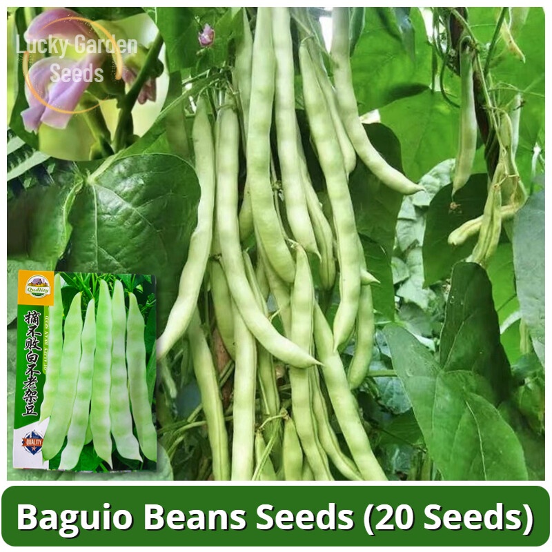 High Yield F1 Hybrid Kidney Beans Seeds (20 Seeds) benih sayur Baguio