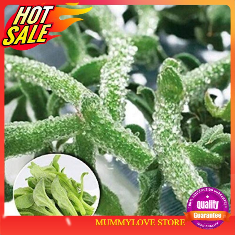 5 Pcs ice plant seeds biji benih ice plant Ready Stock Sarawak | Shopee ...