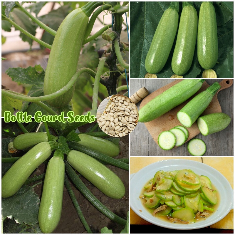 [100 Fresh Seeds] Biji Benih Zucchini Bottle Gourd Seeds Vegetable