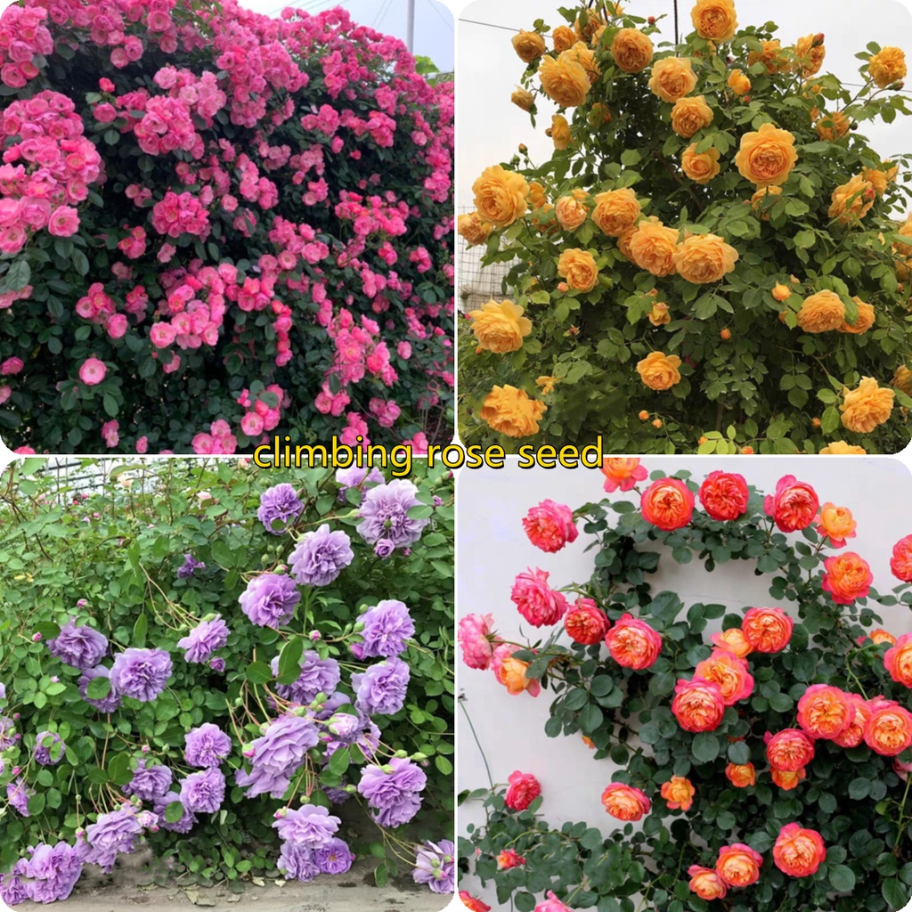[Fast Germination] Malaysia Ready Stock 100PCS Multicolor Climbing Rose ...