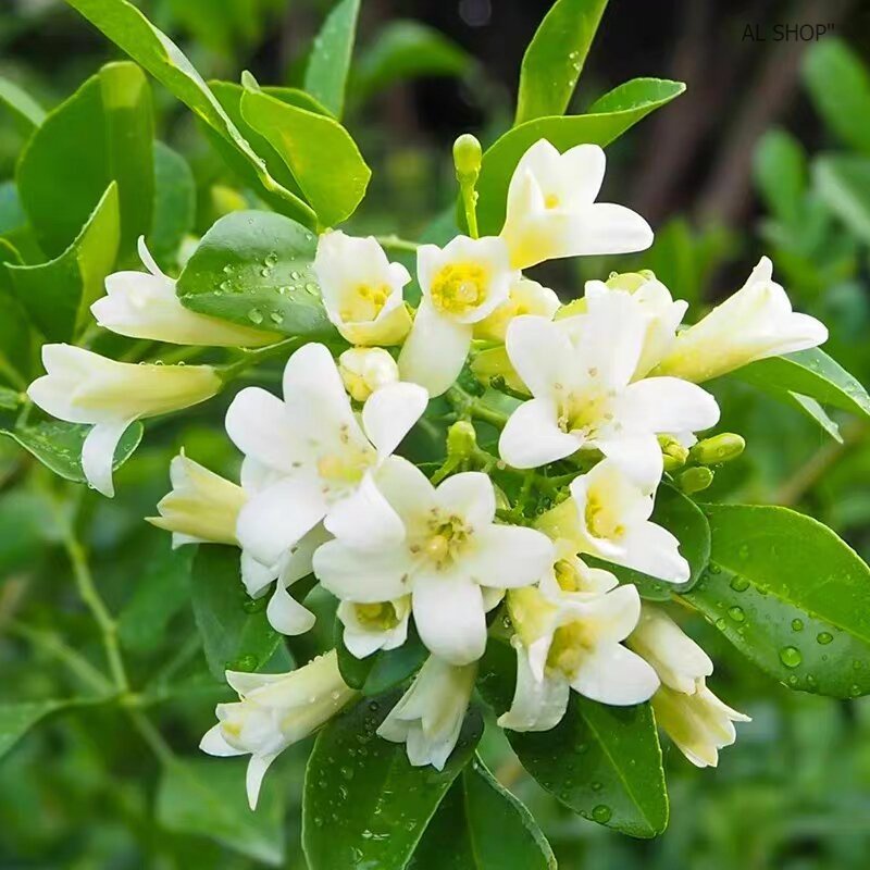 Benih Bunga Kemuning Wangi / Murraya Exotica Flower Seeds / 九里香花籽