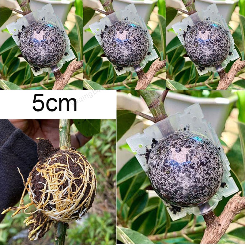 5pcs 5cm Root Box Plastic Case Plant Tree Rooting Ball Transparent Flower Grafting Rooter