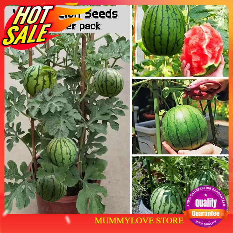 3 Pcs Sweet Juicy Mini Bonsai Watermelon Fruit Seeds for Sale Tropical