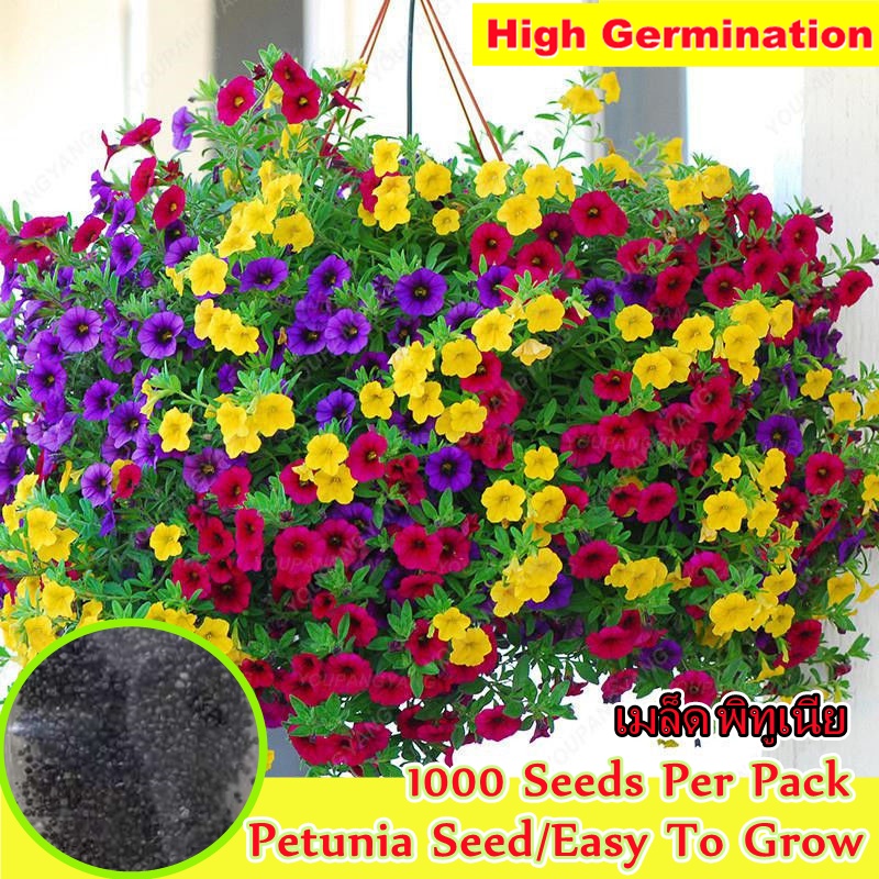 [Fast Growing] 1000 Seeds Petunia Seed for Sale Morning Glory Flower