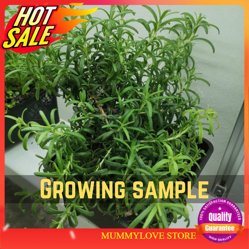 10 Pcs Rosemary Seed High Germination Rate Herb Seed 迷迭香种子（大约10粒