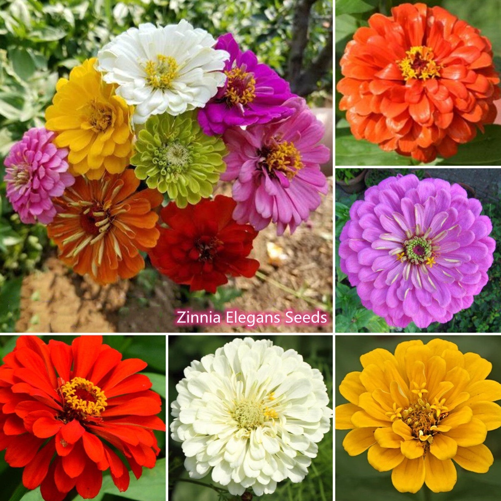 Local Ready Stock High Quality Zinnia Elegans Seeds 200 Pcs/bag Live