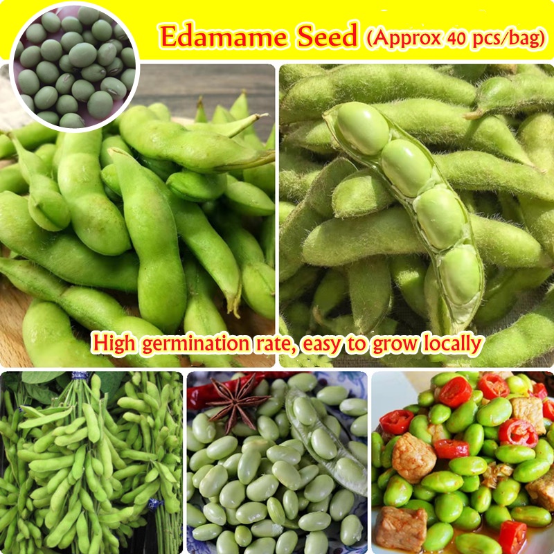 100 Original Japanese Edamame Bean Seeds ( 40 Seeds) Benih Sayur