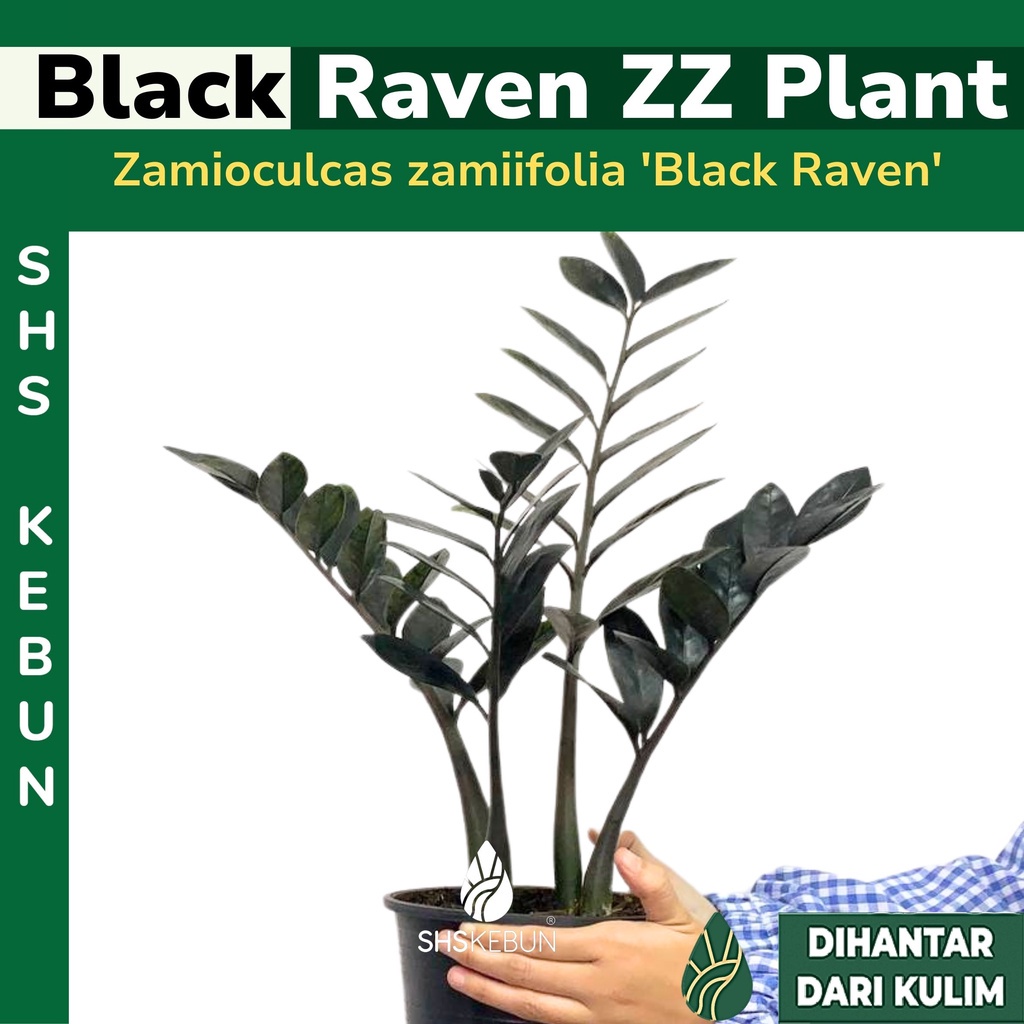 Black ZZ Plant Zamioculcas zamiifolia ‘Raven’ Live Plant Rare Plant