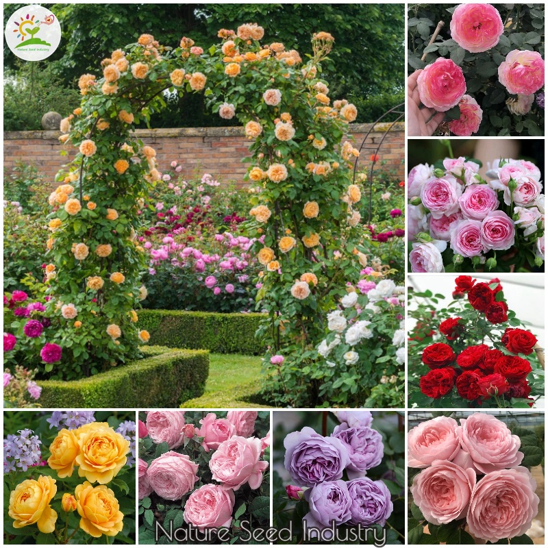 Mixed Color Climbing Rose Seeds for Planting (100 seeds/pack, Suitable ...