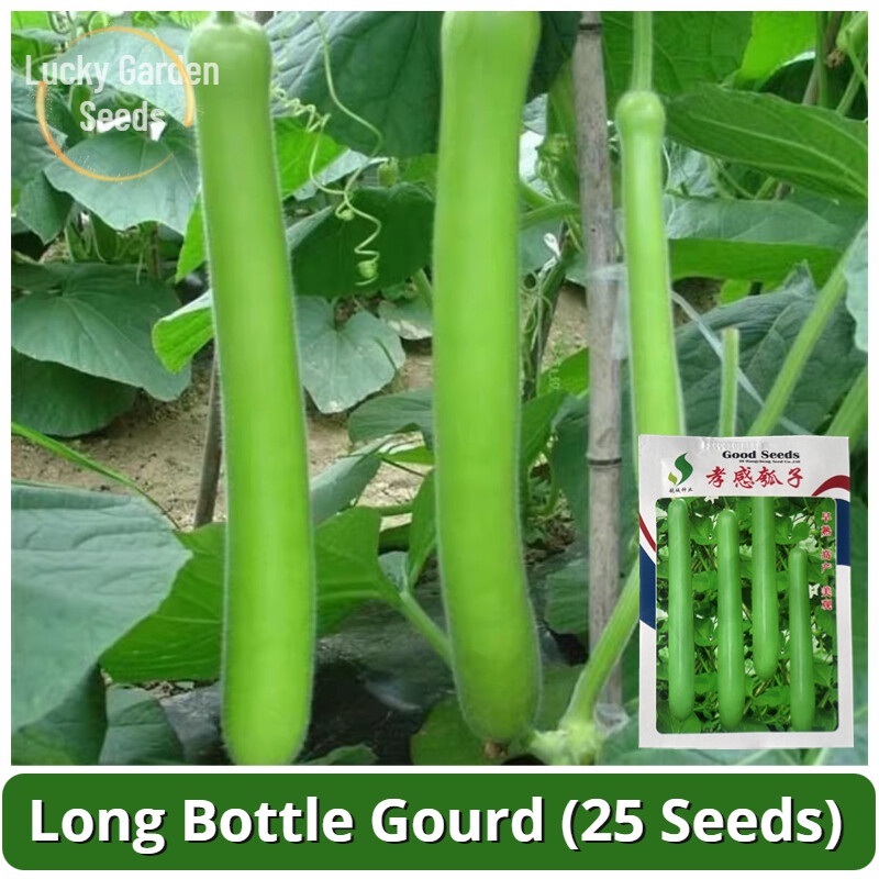 High Yield F1 Hybrid Long Bottle Gourd Seeds (25 Seed) Biji Benih Labu ...
