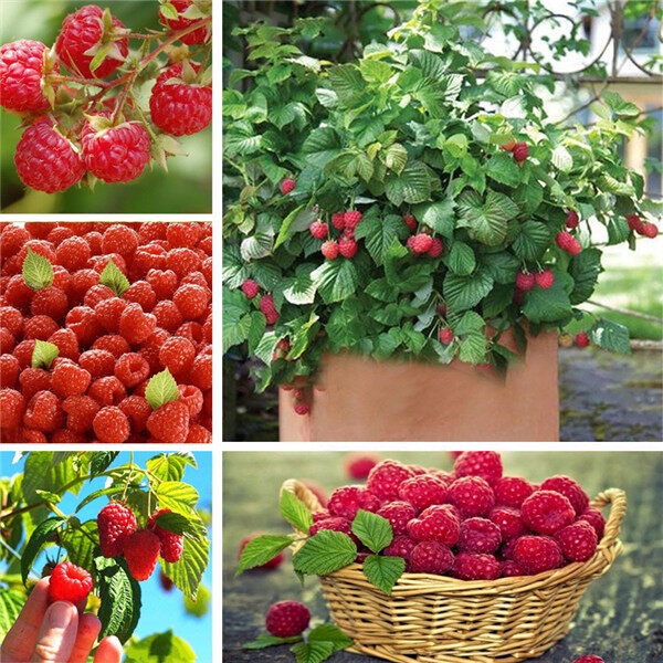 Buy buah raspberry Online With Best Price, Aug 2026 | Shopee Malaysia