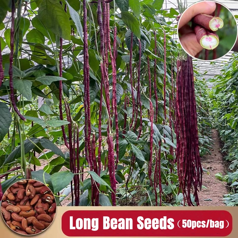 Dwarf Long Bean Seed for Sale ( 50pcs/bag ) Benih Kacang Panjang Benih