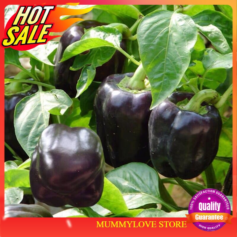 7 Pcs Benih Lada Benggala Ungu Hitam Black Purple Capsicum 紫色灯笼椒籽 Ready