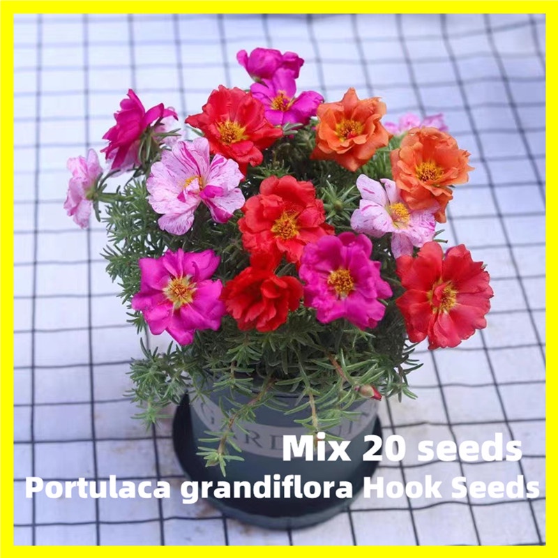 Portulaca Grandiflora Hook Seeds -20 Seeds Color Mixing Double Petal ...