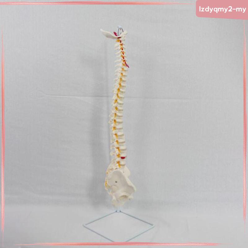 [LzdyqmyfaMY] Life Size Human Spine Skeleton Model PVC Spine Teaching ...