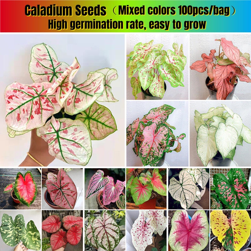 【Biji Keladi】Rare Mixcolor Caladium Plant Seeds for Planting 100pcs Per ...