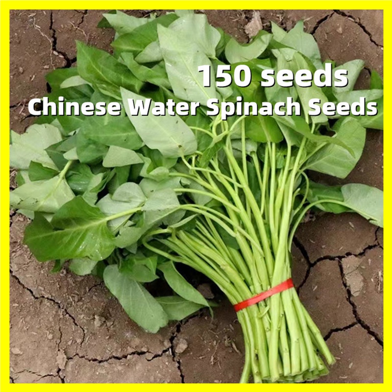 thumbnail image 2 of 120 Organic Water Spinach Seeds – Kong Xin Cai, Non-GMO Heirloom, Easy Grow Vegetable 2 of 5