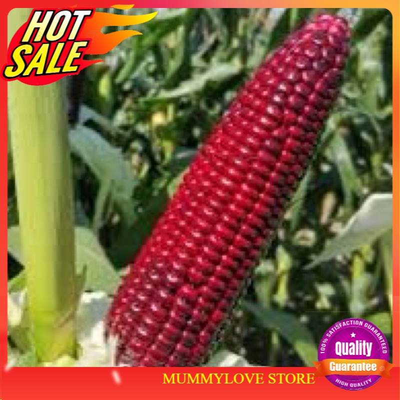 7 Pcs Biji Benih Jagung Merah Red Sweet Corn Seeds ｜ 红糯甜玉米种子 ｜ Benih ...