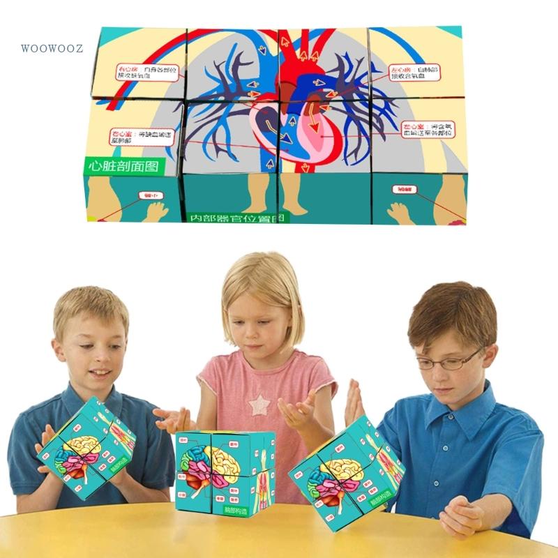 WOOW Human Body Organs Cube Human Anatomy Study Science Classroom ...